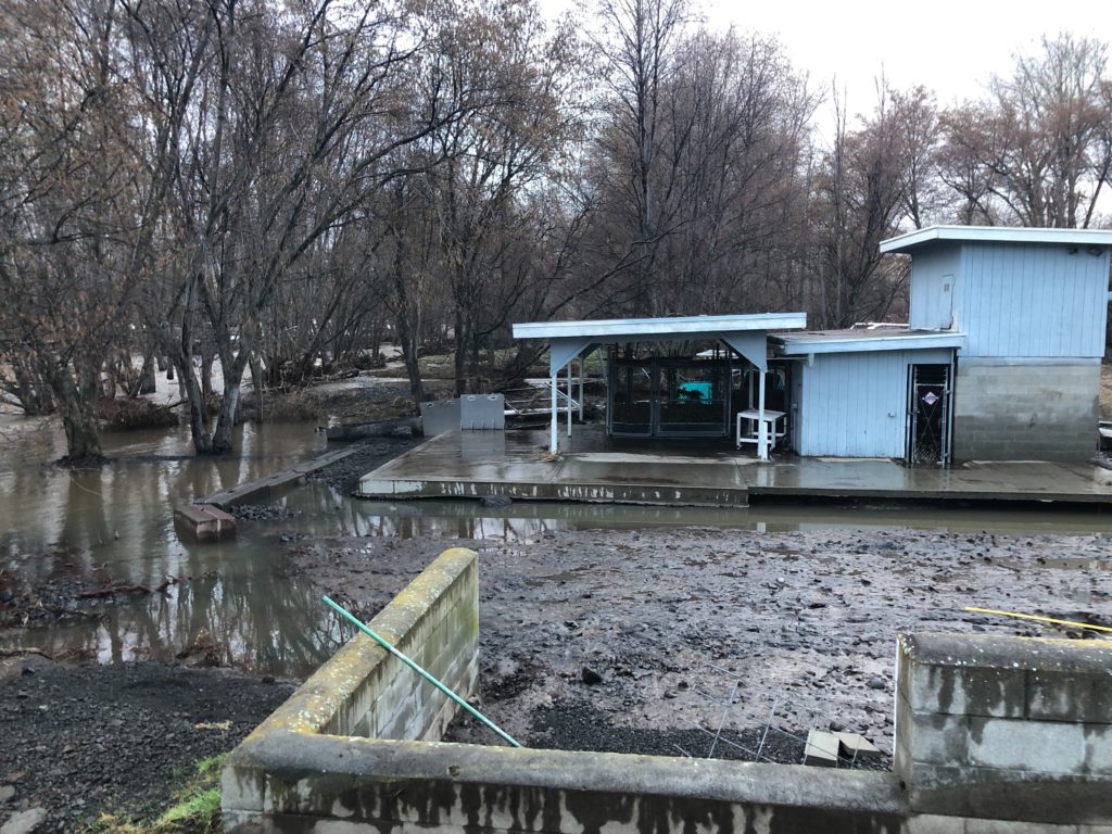 The lamprey restoration project by the Confederated Tribes of the Umatilla Reservation, near Mission, Oregon, was destroyed. The tribes are working to restore this valuable traditional food source by rearing juvenile lamprey.