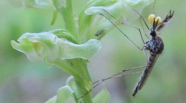 A mosquito feeds from a blunt-leaf orchid. The yellow balls attached to its antenna are balls of pollen, or pollinia. CREDIT: Kiley Riffell