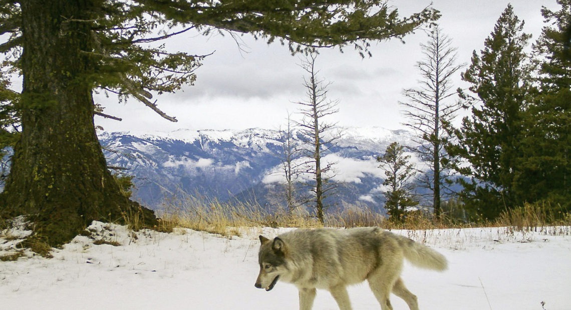 A wolf from the Snake River Pack passes by a remote camera in eastern Wallowa County, Ore. A wolf advocate group in Colorado is challenging the model for U.S. wildlife management. CREDIT: Oregon Department of Fish and Wildlife via AP