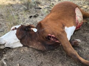 Mutilated cow