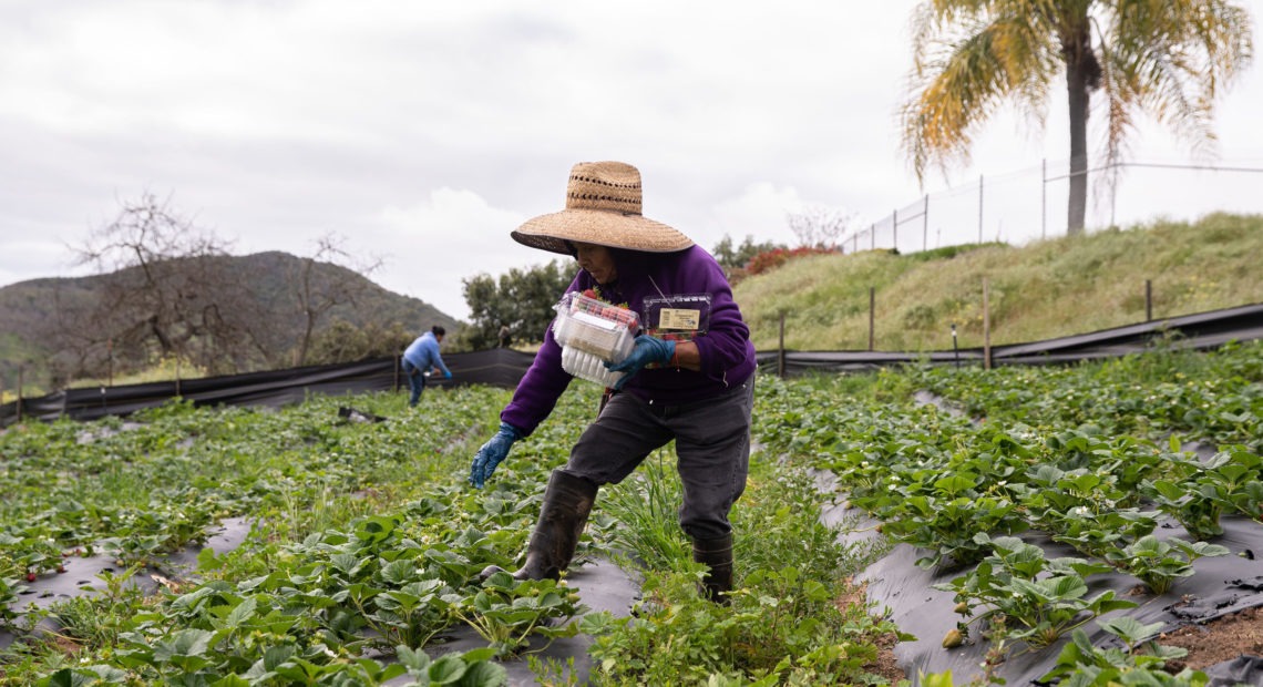 Farmworkers pick organic strawberries at Stehly Farms Organics in Valley Center, Calif., on March 25. CREDIT: Ariana Drehsler/AFP via Getty Images