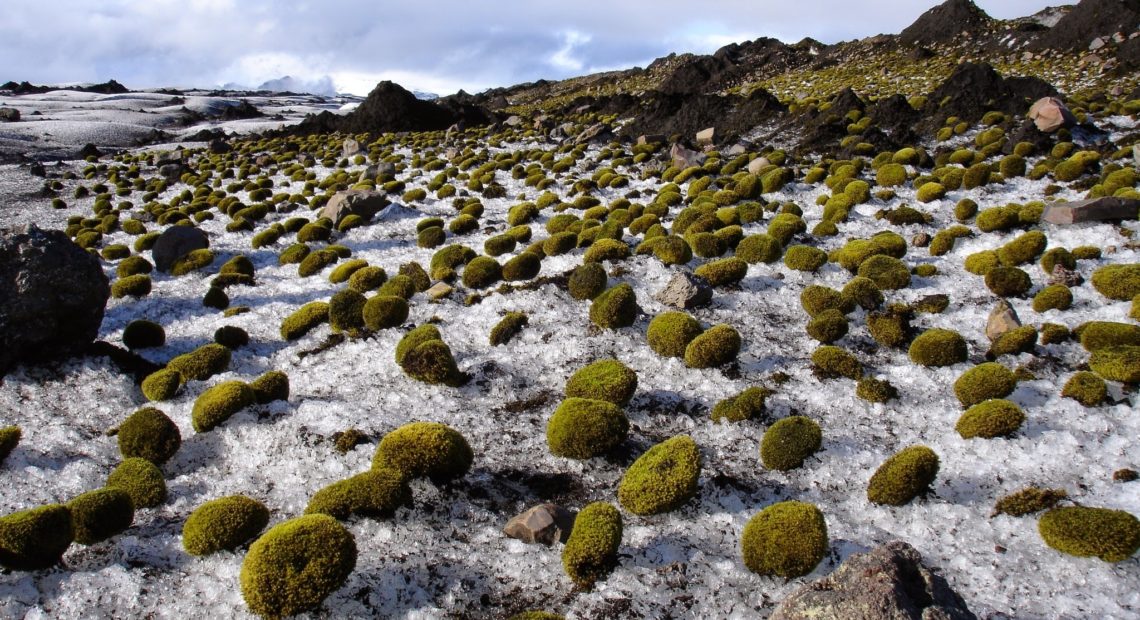 Glacier mice in Iceland. CREDIT: Ruth Mottram