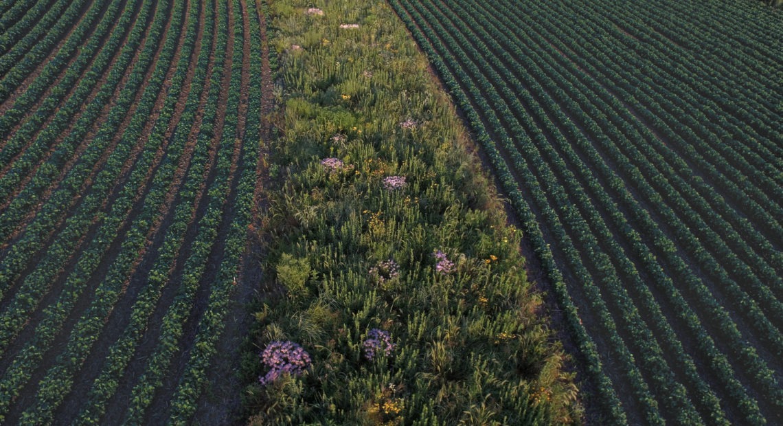 Prairie strips in fields of corn or soybeans can protect the soil and allow wildlife to flourish. This strip was established in a field near Traer, Iowa, in 2015. Omar de Kok-Mercado, Iowa State University