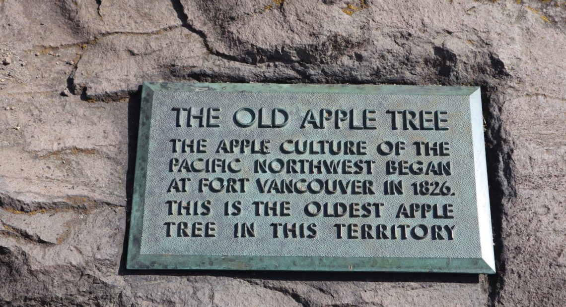 The long-standing plaque at the foot of the Old Apple Tree testifies to how the community recognized the significance of the tree early on. CREDIT: Tom Banse/N3