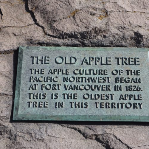 The long-standing plaque at the foot of the Old Apple Tree testifies to how the community recognized the significance of the tree early on. CREDIT: Tom Banse/N3