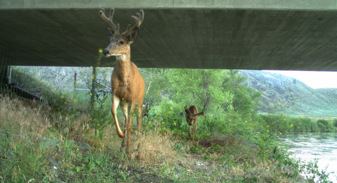 Three bucks pass under the Janis Bridge underpass near Tonasket, Washington. The underpass is part of the first mile of a project to help deer travel safely and not run into cars on U.S. Highway 97, which sees more than 350 deer collisions each year in the short stretch between Tonasket and Riverside. Courtesy of Conservation Northwest