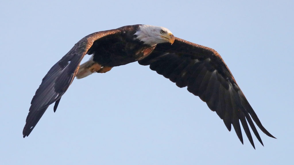 An American bald eagle flies over Mill Pond in Centerport, N.Y., in 2018. The bald eagle is one of the birds protected by the Migratory Bird Treaty Act. Bruce Bennett/Getty Images