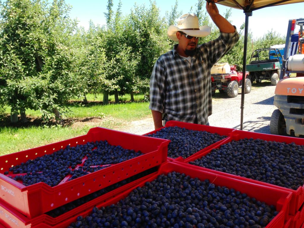 File photo. Leonard Flores, a forklift operator, checks out the just-picked fruit at Middleton Farms near Eltopia, Washington, in 2013.