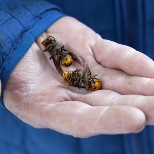 A Washington State Department of Agriculture workers holds two of the dozens of Asian giant hornets vacuumed from a tree Saturday, Oct. 24, 2020, in Blaine, Wash. Scientists in Washington state discovered the first nest earlier in the week, the first in the United States, and worked to wipe it out to protect native honeybees. CREDIT: Elaine Thompson/AP