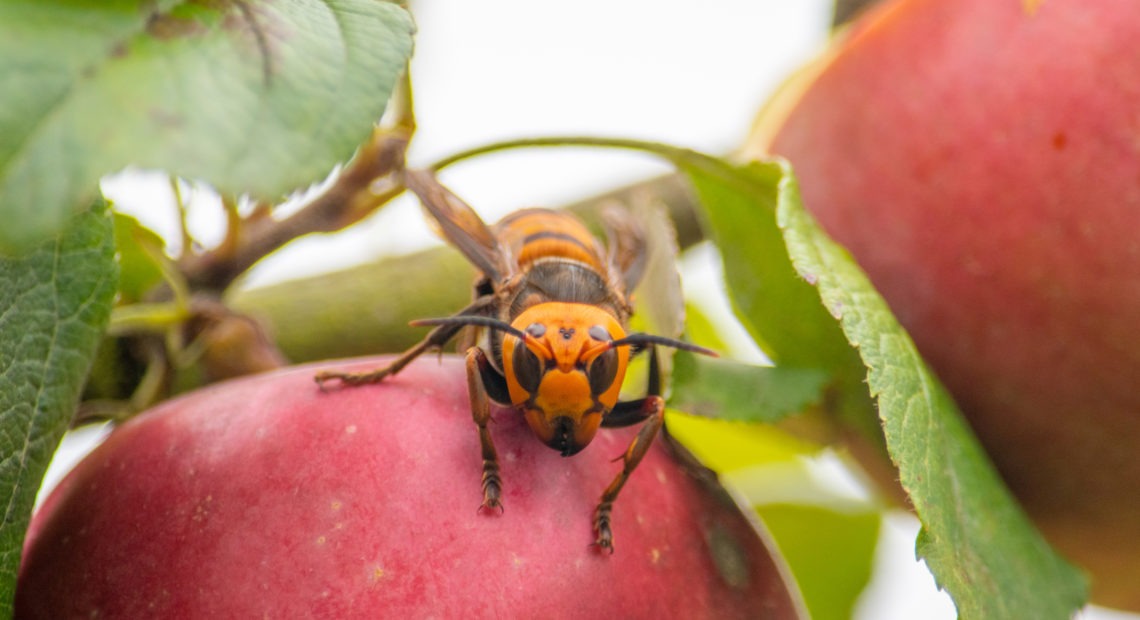 The Washington State Department of Agriculture team tracked the Asian giant hornet for about an hour earlier this month, before losing her signal in a forest. Courtesy of the Washington State Department of Agriculture