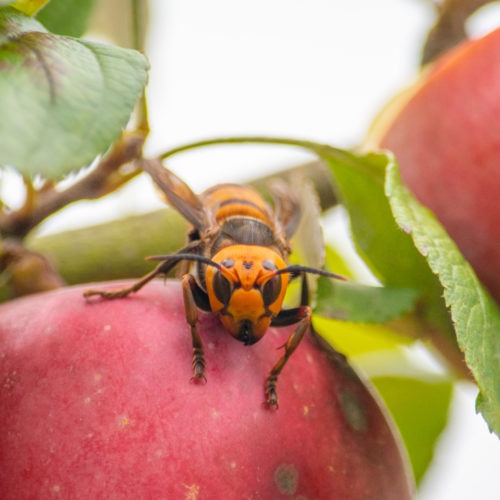 The Washington State Department of Agriculture team tracked the Asian giant hornet for about an hour earlier this month, before losing her signal in a forest. Courtesy of the Washington State Department of Agriculture