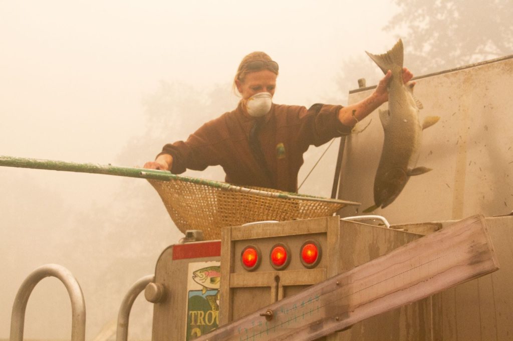 Workers save adult fish at the Rock Creek Hatchery in Oregon during fires that swept through the region in September 2020. CREDIT: Matt Hill