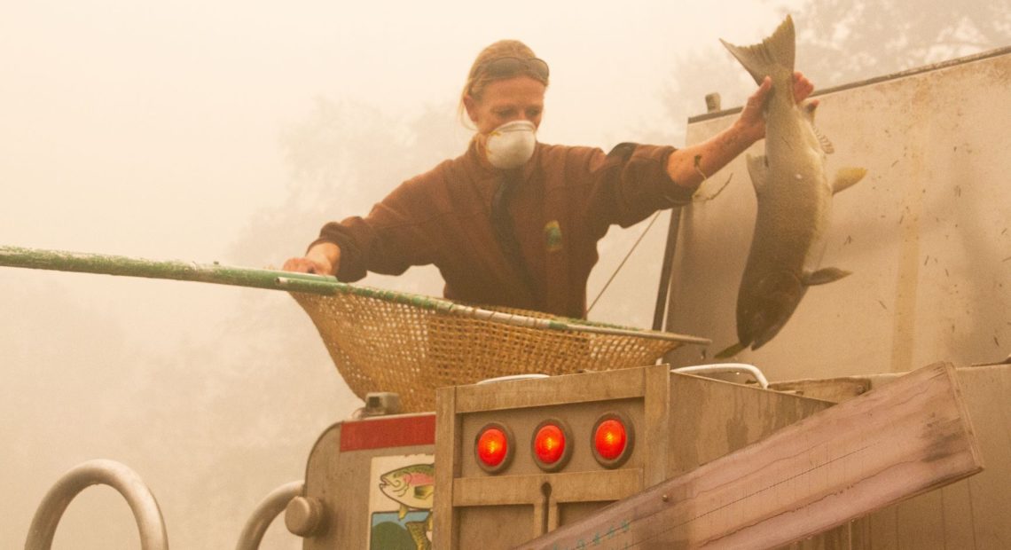 Workers save adult fish at the Rock Creek Hatchery in Oregon during fires that swept through the region in September 2020. CREDIT: Matt Hill