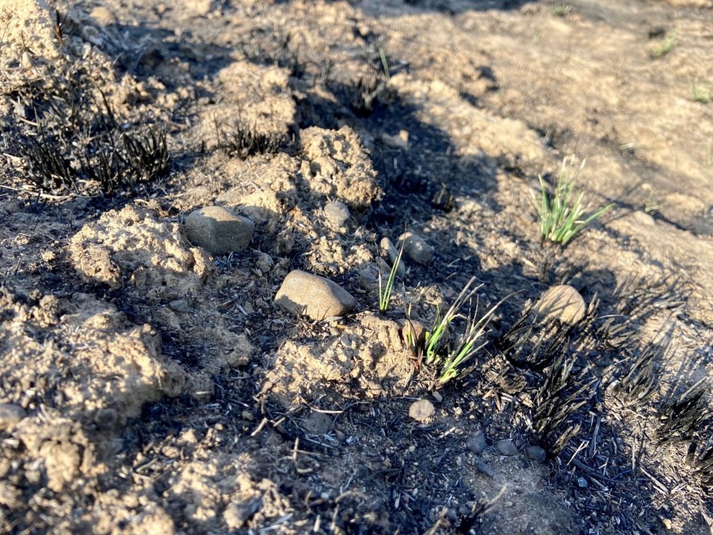 The Pearl Hill fire burned through the Moses Coulee Preserve. Just a month later, some bunchgrasses are already growing. CREDIT: Courtney Flatt/NWPB