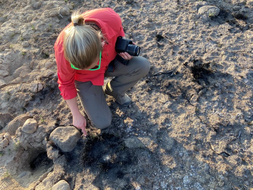 Fire ecologist Lisa Ellsworth points out some living bunchgrasses after the Pearl Hill Fire burned through Moses Coulee Preserve. This experimental plot had more living native plants. It had been treated with a controlled burn more than a decade ago. CREDIT: Courtney Flatt/NWPB