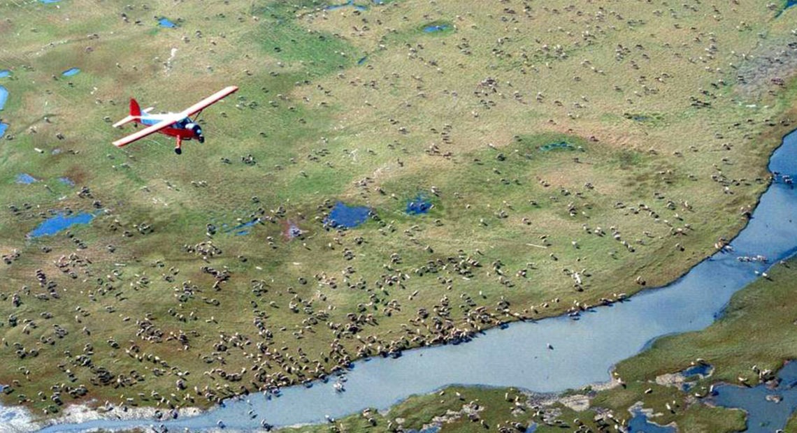 An airplane flies over caribou on the coastal plain of Alaska's Arctic National Wildlife Refuge, where the Trump administration is moving to sell leases for oil drilling. CREDIT: U.S. Fish and Wildlife Service/AP