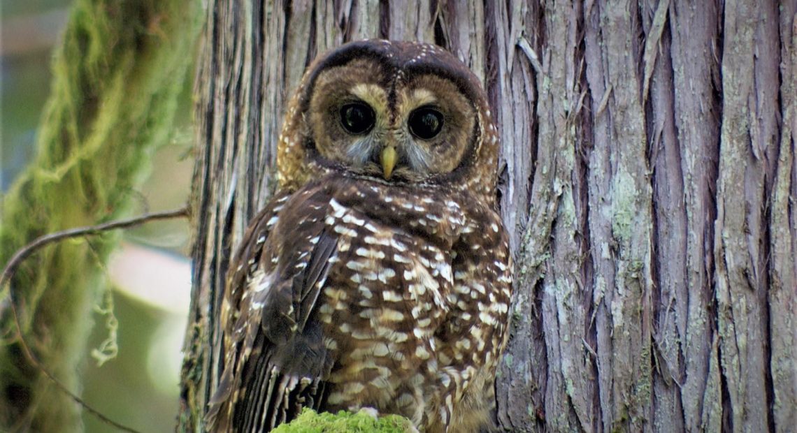 A northern spotted owl. CREDIT: Todd Sonflieth/OPB