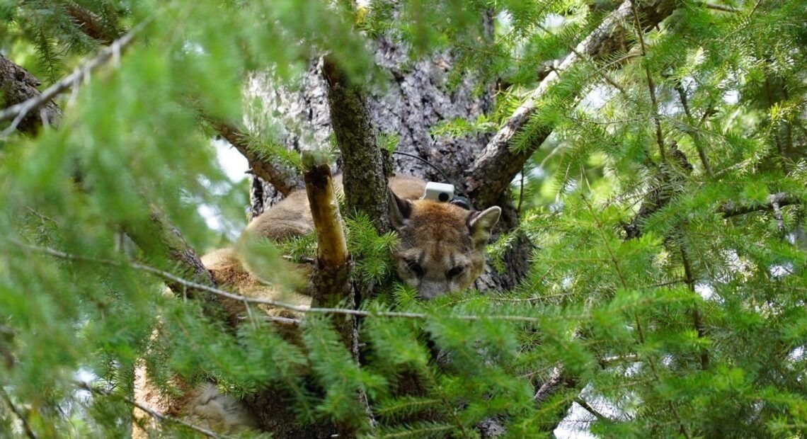 A young cougar, which was previously tagged with a tracking collar, is treed by hounds in Washington. Courtesy of Buddy Woodberry