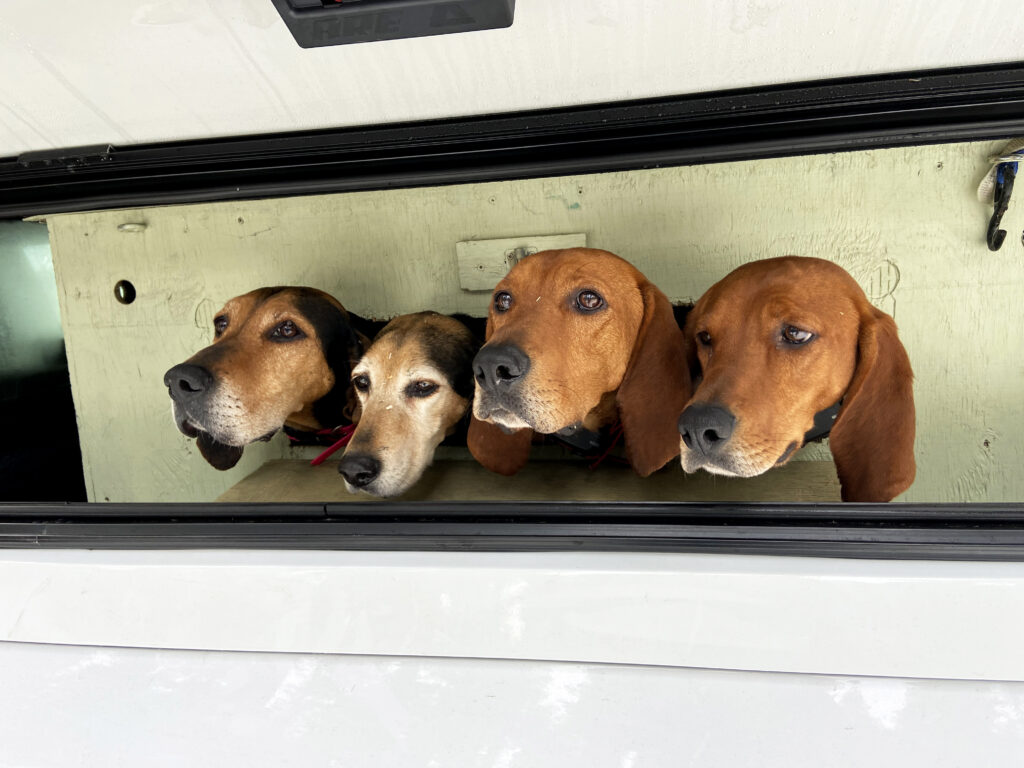 Hound handlers keep their dogs, Tipsy, Whisper, Boone and Kula, in the back of their trucks, waiting to track the scent of a cougar in northeastern Washington. CREDIT: Courtney Flatt