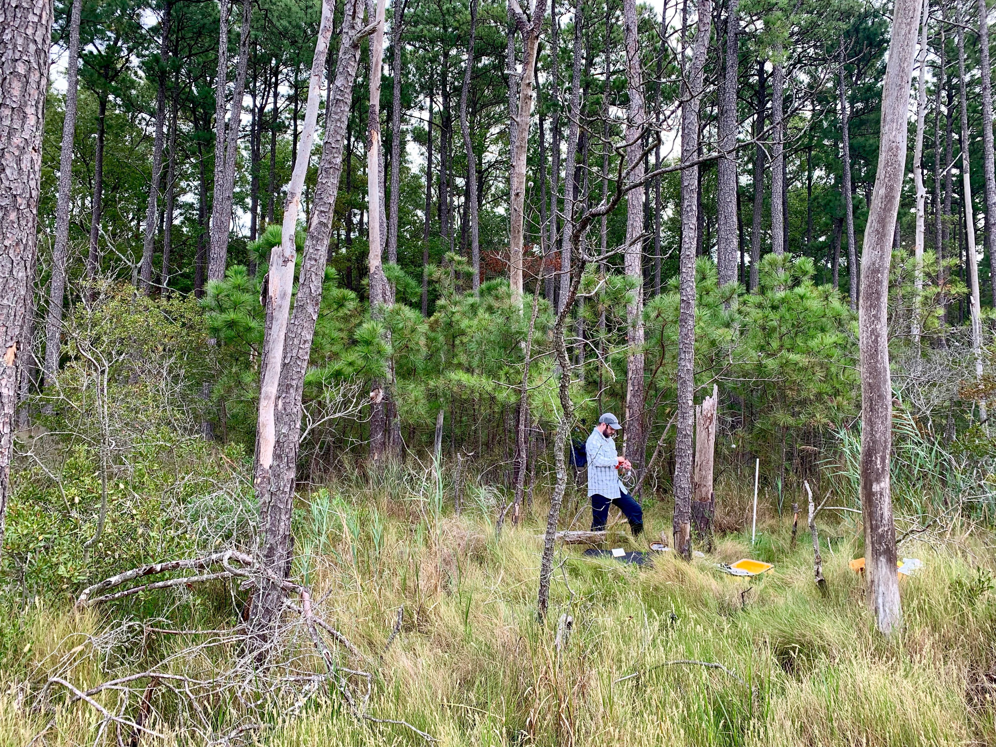 Sequim-based researchers at Pacific Northwest National Laboratory have measured methane in trees and compared that to what’s escaping through the wood. Matt Norwood studied trees in Washington’s coastal forests and the East Coast. Courtesy of Matt Norwood/PNNL