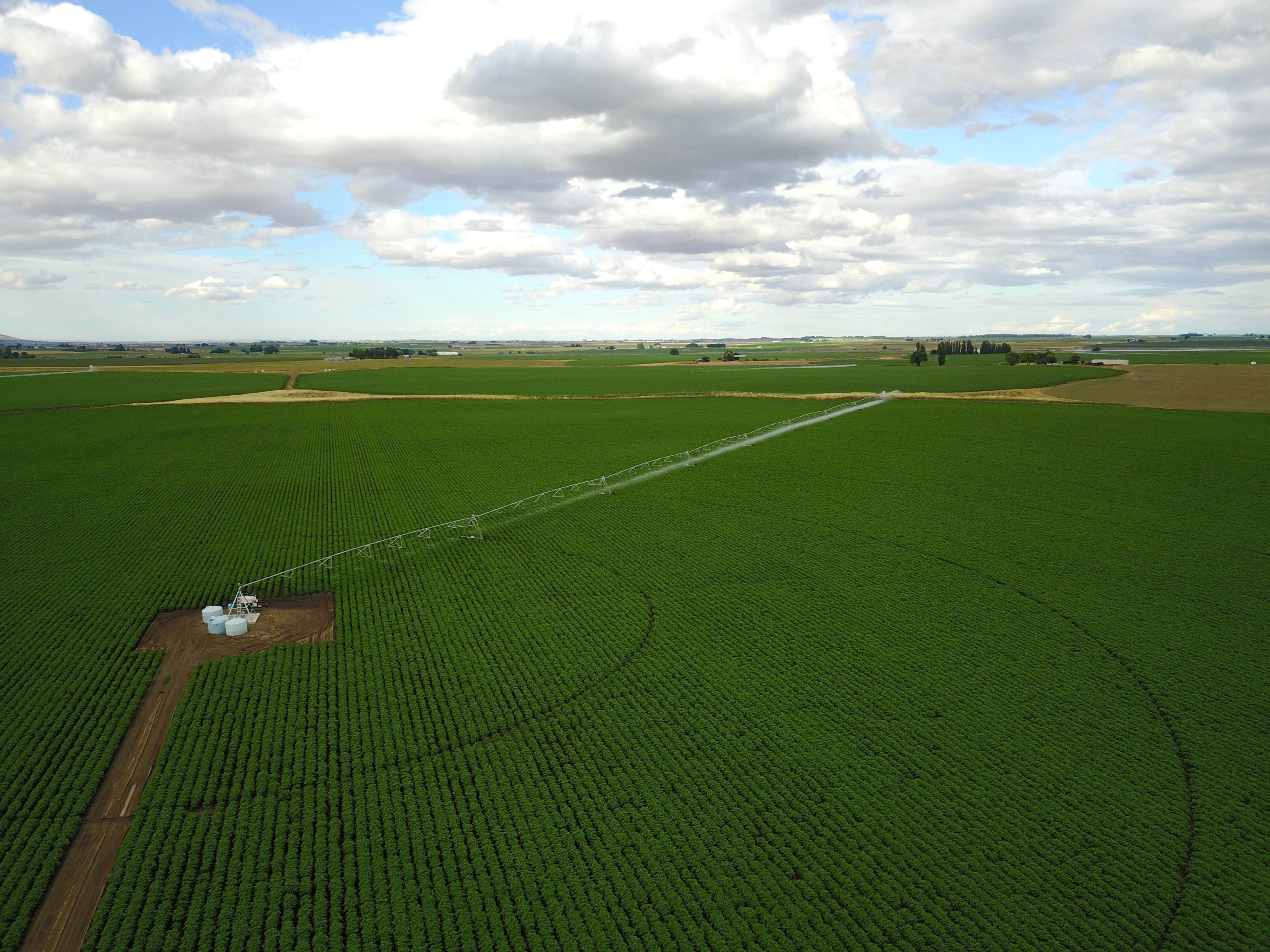 Farmers in the Columbia Basin are fretting over a lower price for their big contracts with potato processing giants in the Northwest.