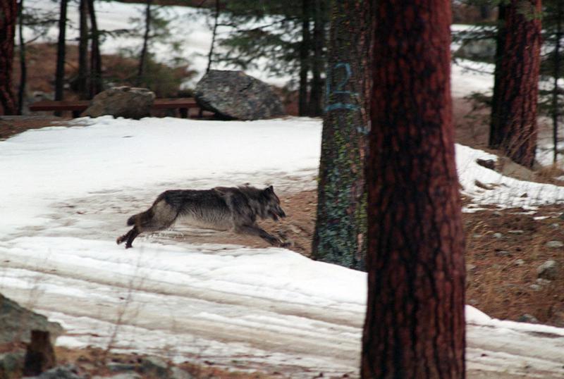 Wolf running across a road in Idaho