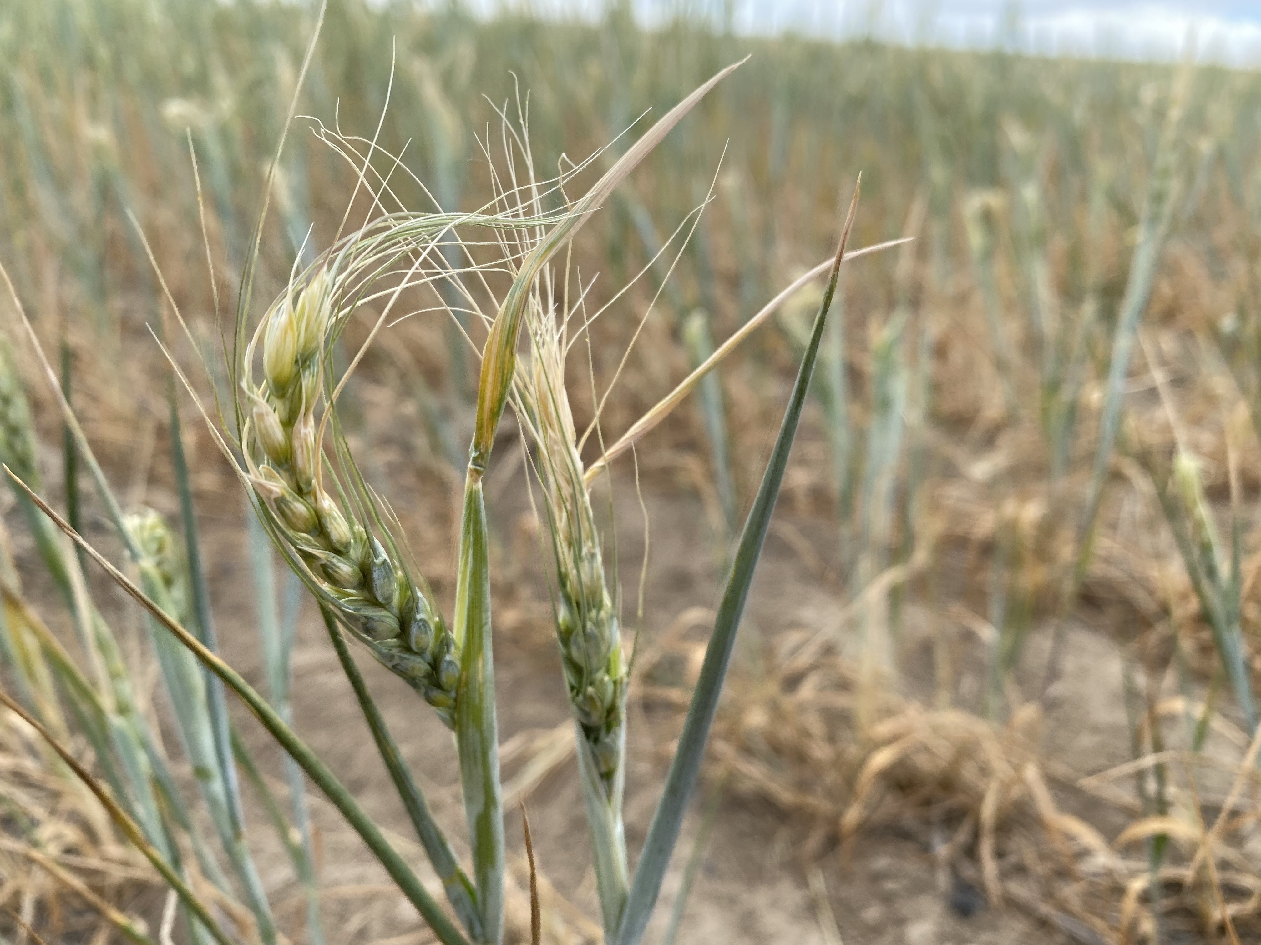 Wheat at the farm of Nicole Berg in Washington's Horse Heaven Hills shows signs of a drought so far in 2021, with a damaged curled head.