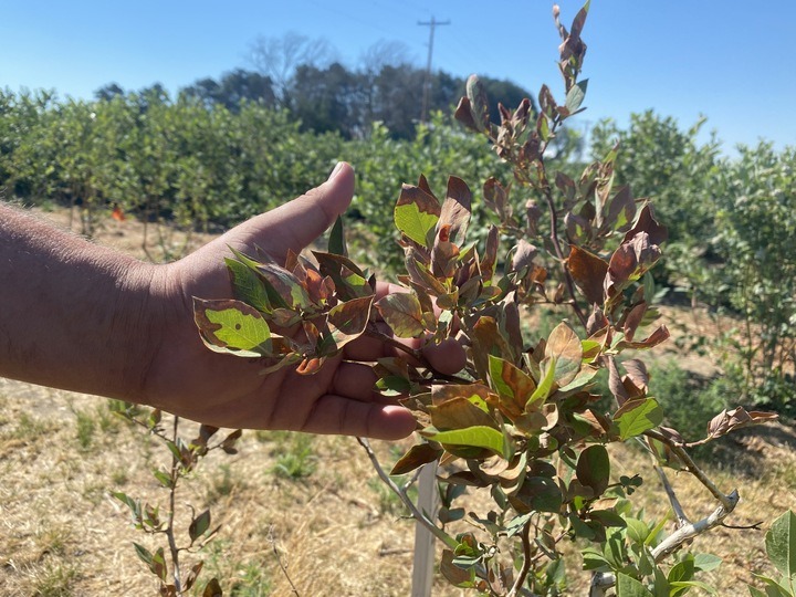 Alan Schreiber inspects some heat-damaged blueberry plants. The fruit is developing rapidly and the plants are getting sunburned in the intense weather this week. CREDIT: Anna King/N3