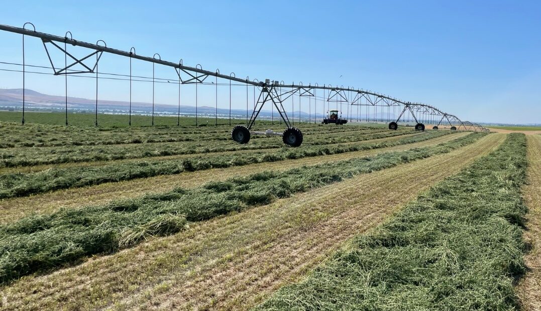 Cut hay laying in rows drying in the sun with a farm sprinkler in background.