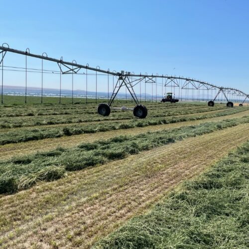 Cut hay laying in rows drying in the sun with a farm sprinkler in background.