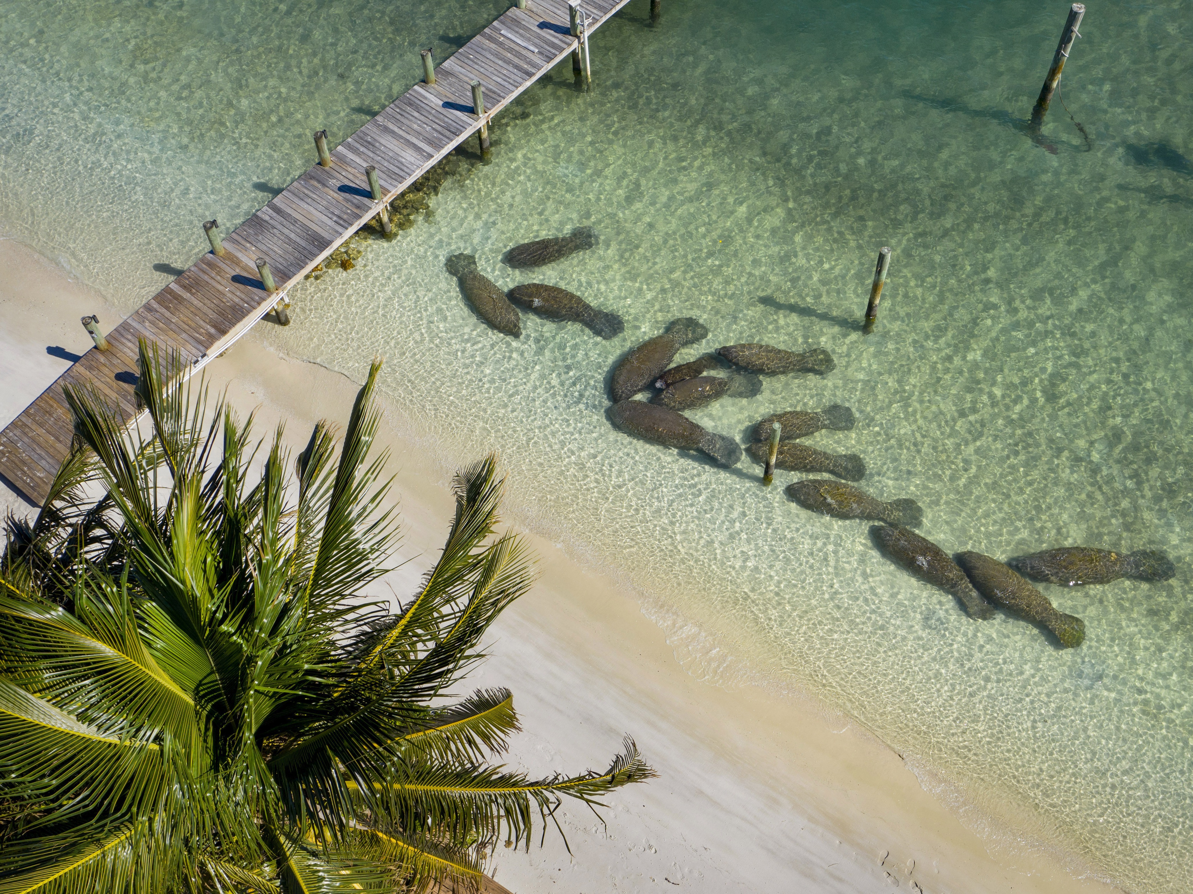 Manatees crowd together near the warm-water outflows from Florida Power & Light's plant in Riviera Beach, Fla., on Feb. 5. More manatees have died already in 2021 than in any other year in Florida's recorded history, primarily from starvation due to the loss of seagrass beds. Greg Lovett/AP