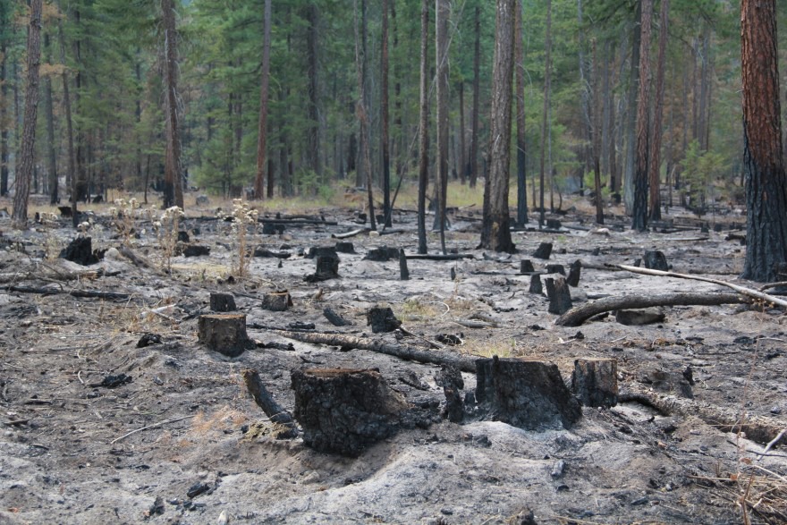 Forest managers said thinning this stand in North Central Washington and a controlled back burn set by firefighters helped trees survive this summer's Cedar Creek fire.