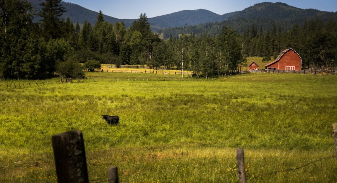 A lone bull pauses from munching deep grass on a massive 1,100-plus acre ranch outside of Rathdrum, Idaho. This verdant jewel is part of the vast Easterday family empire. The family is under intense pressure now. Cody Easterday is facing federal fraud charges from a massive cattle swindle, and two of the family’s major businesses are embroiled in federal bankruptcy.