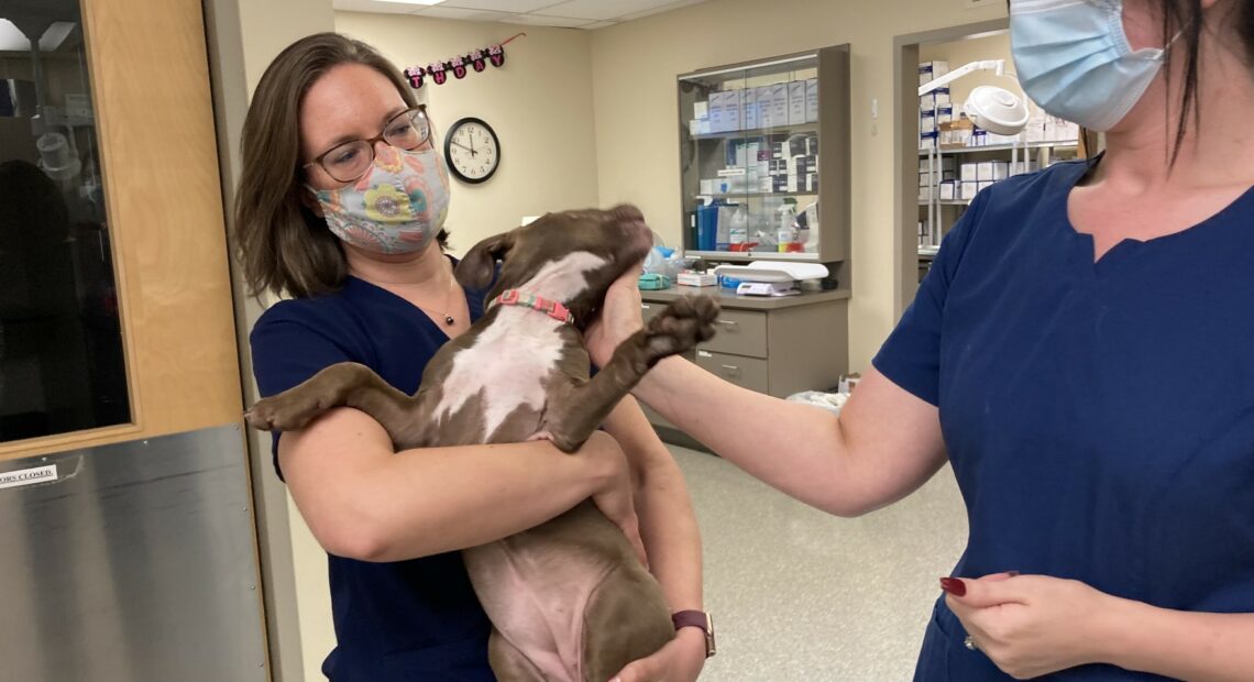 Dr. Kelly Sandmeier of Chambers Creek Veterinary Hospital in Lakewood, WA holds a three-month old pit bull that is being fostered by one of her staff members. Sandmeier's clinic is no longer accepting new patients and existing patients often have to wait three or four weeks for an appointment. It's a common story as demand for veterinary services increases amid persistent staffing shortages made worse by the pandemic.