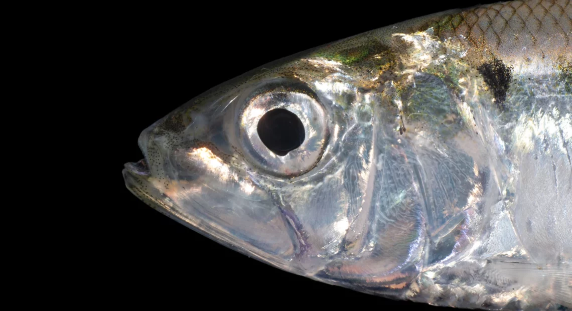 A close-up of an American shad against a black background.