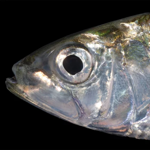 A close-up of an American shad against a black background.