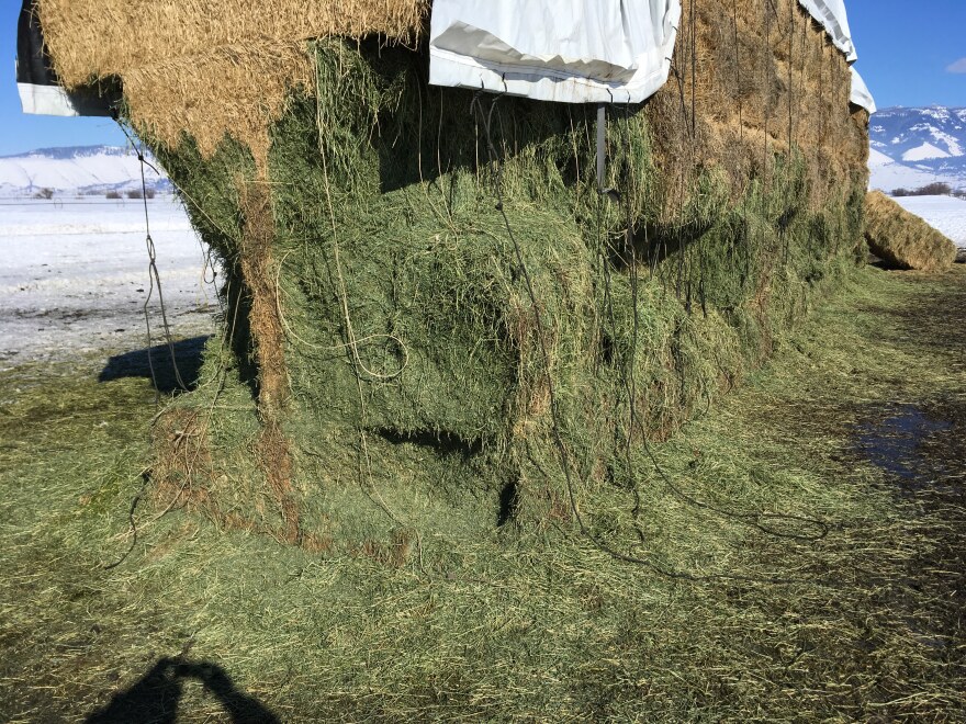 Picture for Elk eating Haystacks Feature