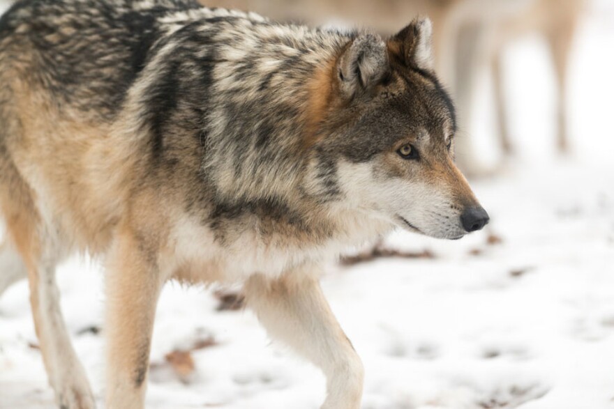 Wolf in snow