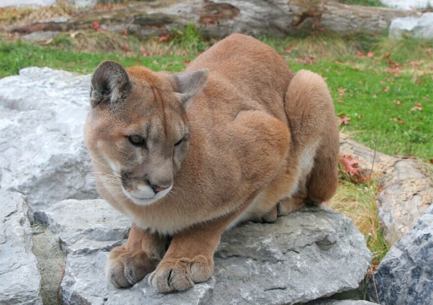 A new bill aims to stop a controversial cougar hunting posse in one Washington county.