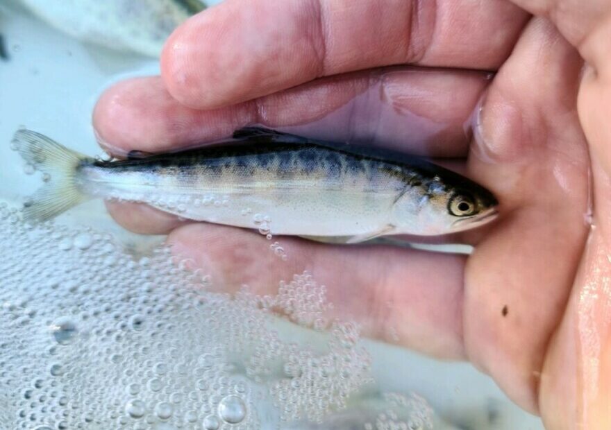 A small fish is held in the palm of a hand.