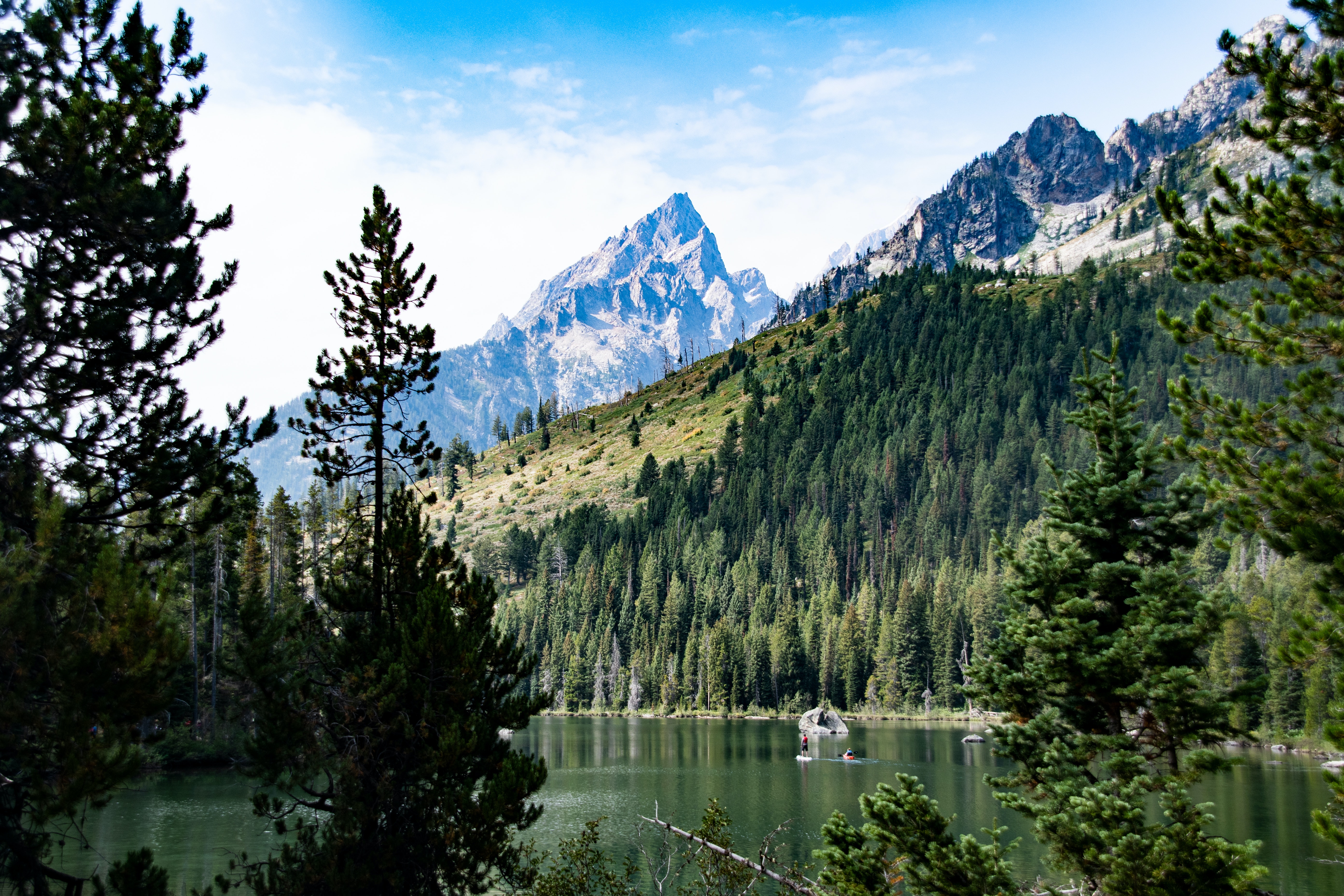 A grove of trees overlooking a lake.