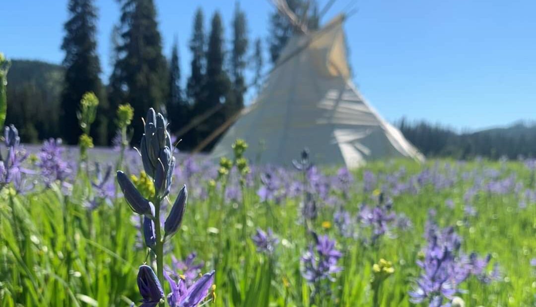 Bright purple flowers at the top of green camas plants fill the photo with a white tipi and trees in the distance.