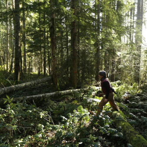 A woman walks through a thick green washington forest with light streaming in behind the trees.