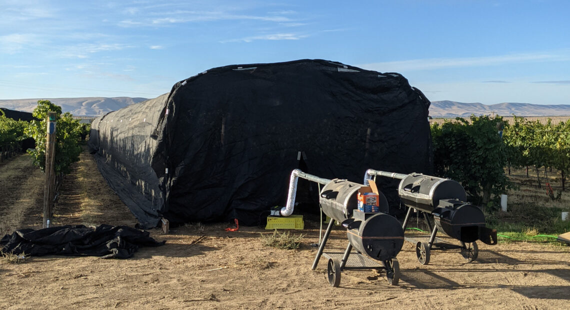 Smokers are stationed outside a vineyard draped with black cloth to expose grapes to smoke for 36 hours.