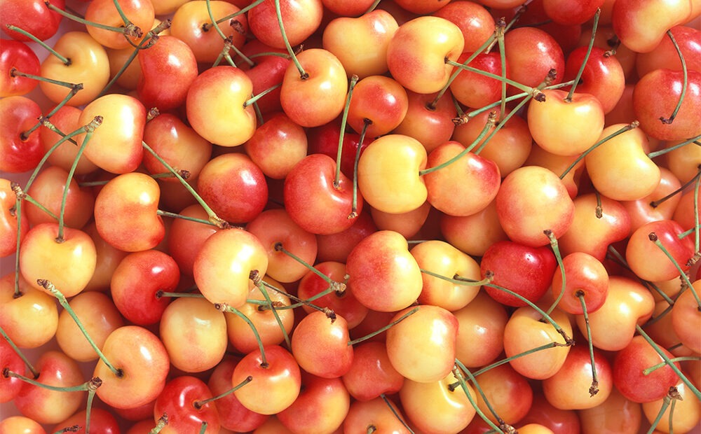 Bright yellow Rainier cherries are stacked on top of each other in a huge pile.