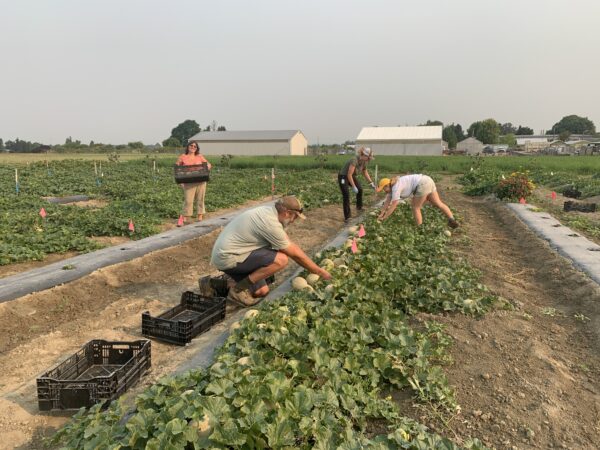 A group of people harvest cantaloupe atop green leafy mounds.