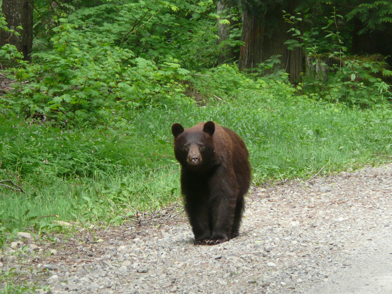 A brownish black bear stands on a gravel road next to green grass.