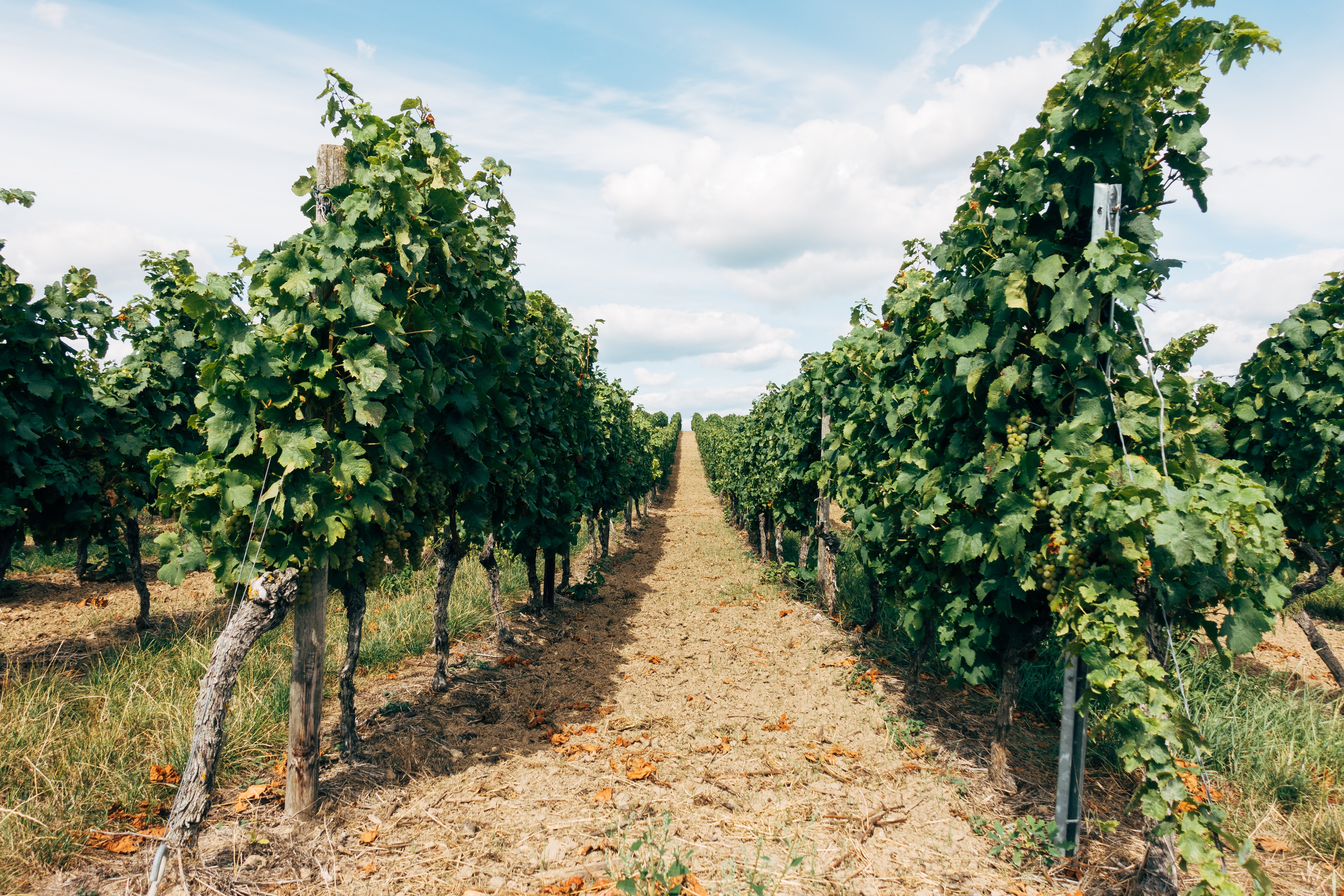 Grape crop