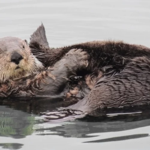 Applause and concern are swirling around a new feasibility assessment of restoring sea otters along the 900 miles of vacant historical range in Oregon and northern California.