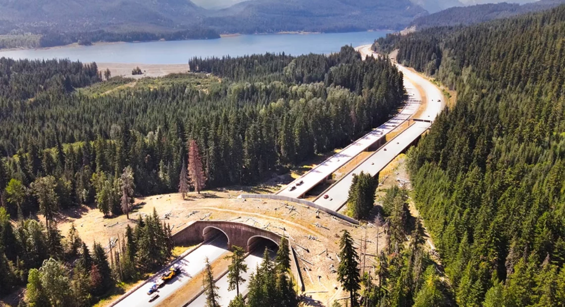 This landscaped overpass allows wildlife to safely cross newly widened Interstate 90 near Keechelus Lake in the Washington Cascades.